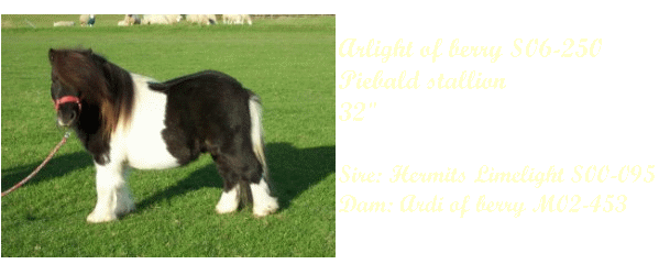 shetland pony stallions